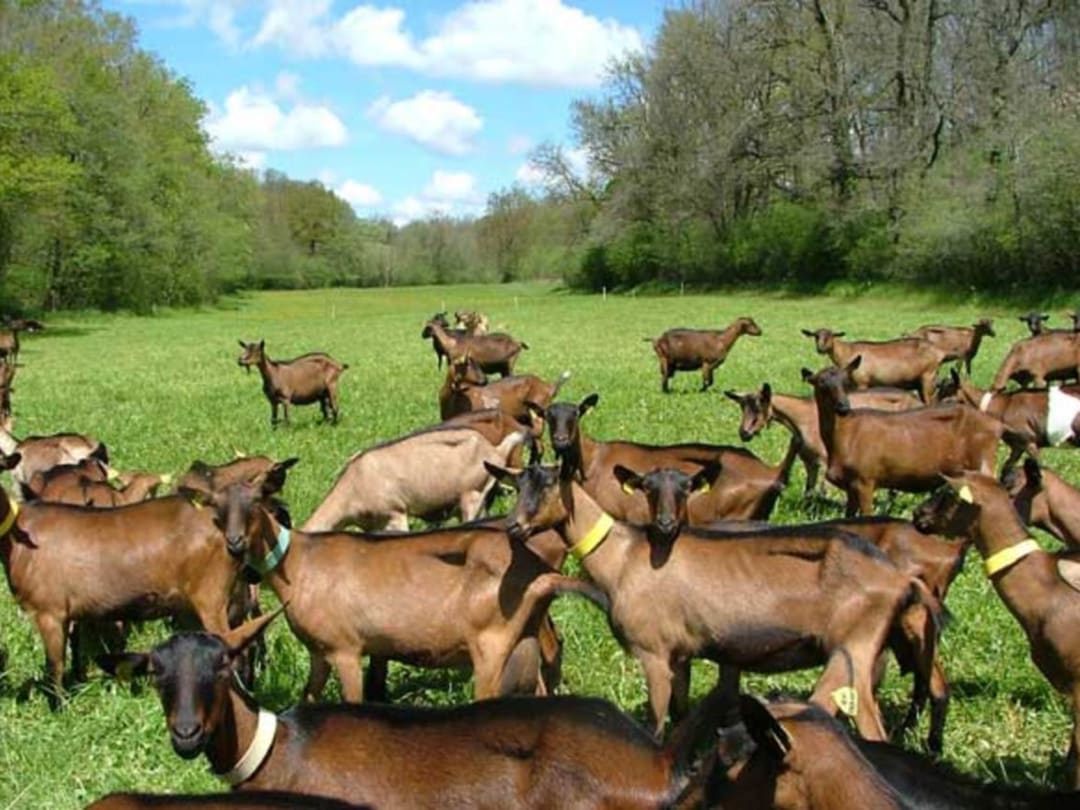 Cagnotte : Devenir éleveuses de chèvres en famille | Leetchi