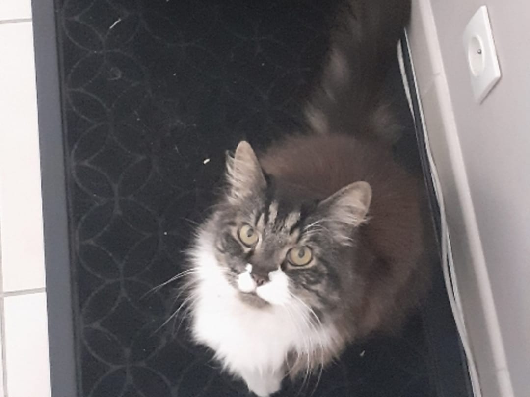 Cagnotte : Aider mon chat | Leetchi