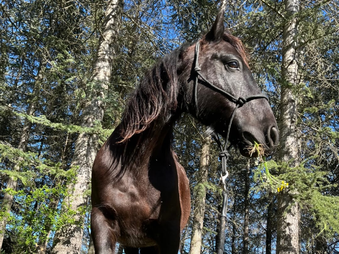Cagnotte : Ensemble pour notre beau cheval : Benji | Leetchi