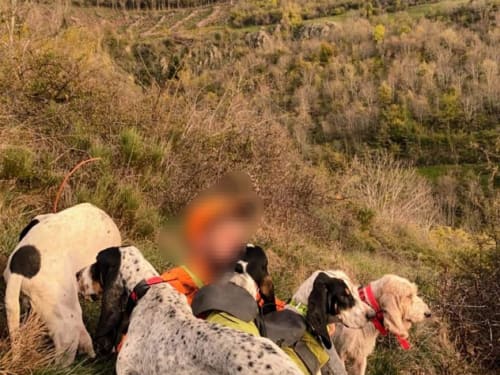 Soutient aux propriétaires des sept chiens de chasses sauvagement abattus