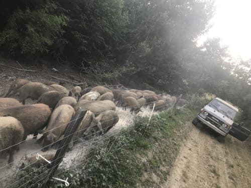 Sauvons la ferme des cochons laineux