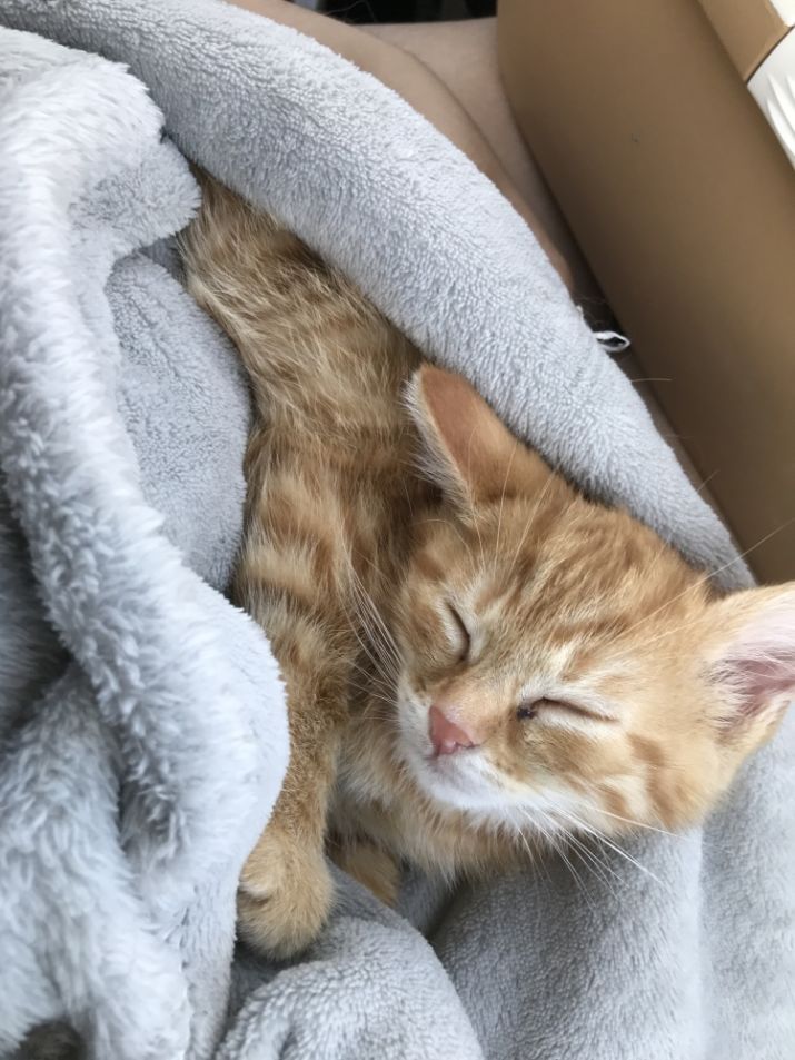 Cagnotte Pour Rio Leetchi Com