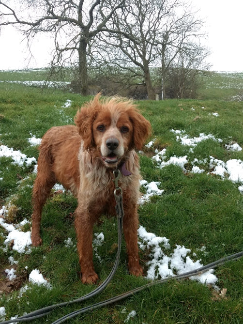 GENTIL - epagneul breton 9 ans (5 ans de refuge) - Refuge d'Etretat (76) E0bcec0e-7542-4c68-a705-bb4b7782a997_f0c64d95