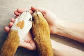 SPA Colmar – Refuge pour animaux