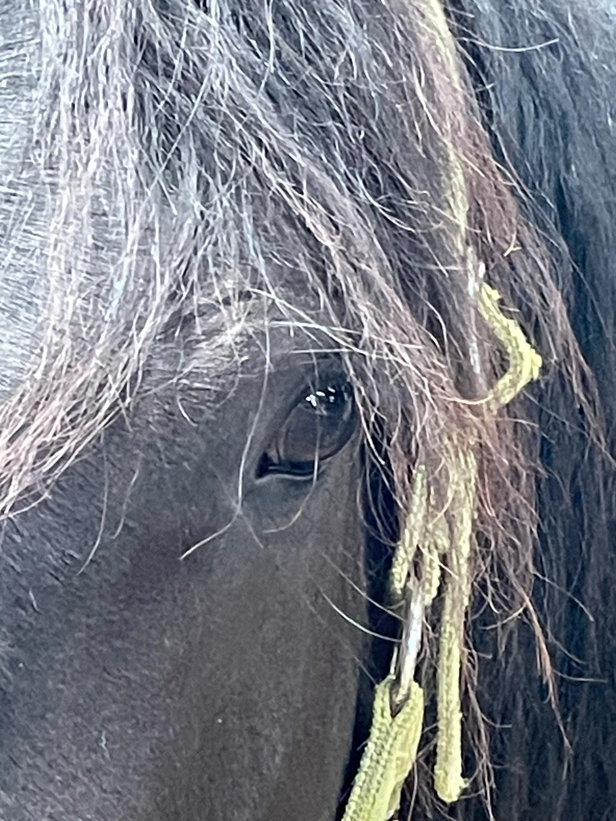 Cagnotte : Sauvons Leetchi, Jument Mérens de 3.5 ans | Leetchi
