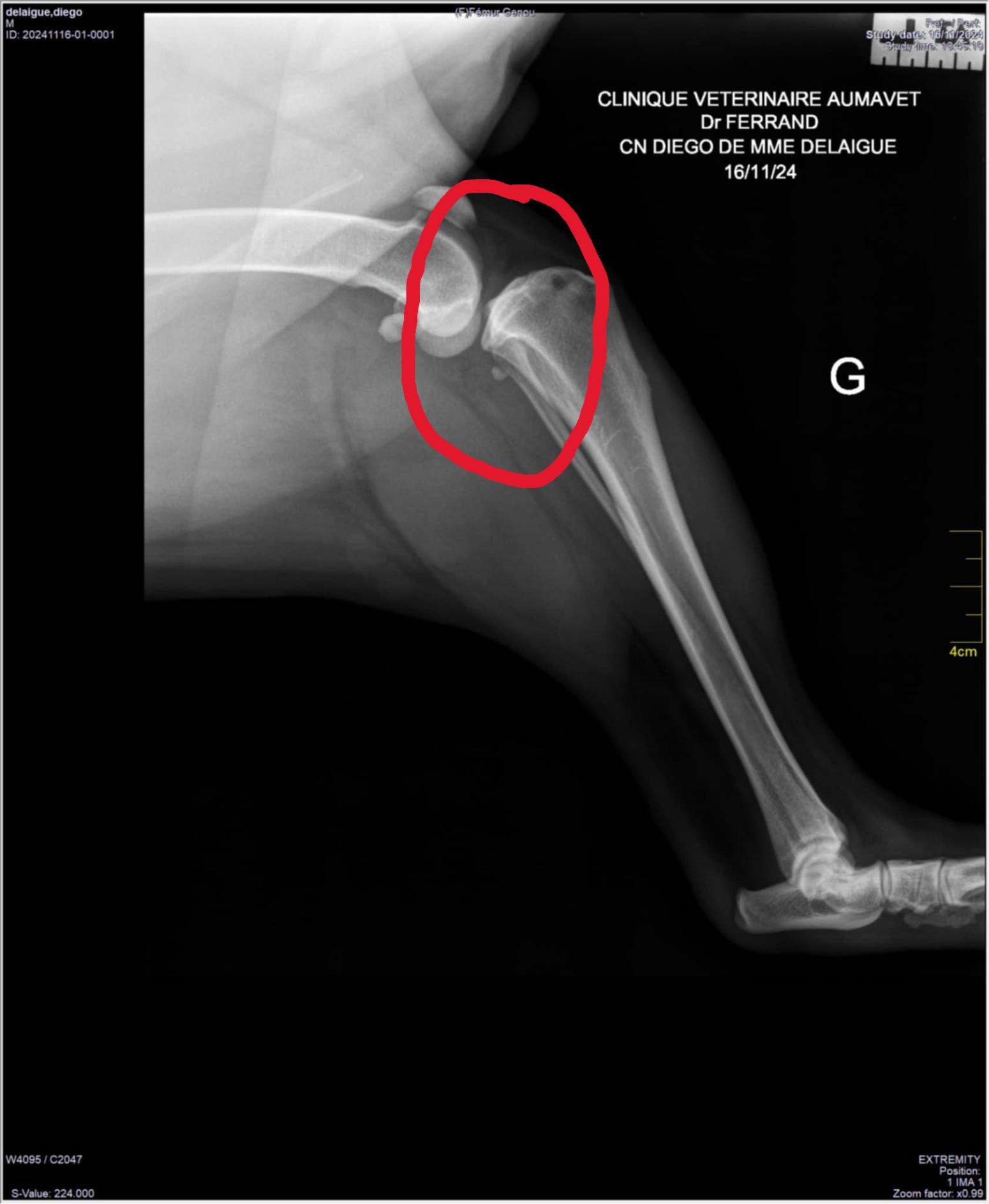 Cagnotte : Opération des Ligaments Croisées de Diego | Leetchi