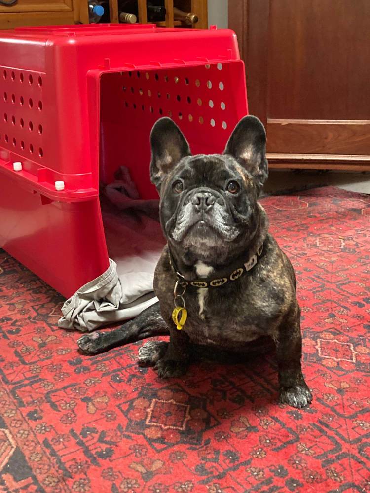 Cagnotte Hoggy's relocation Australia to France Leetchi