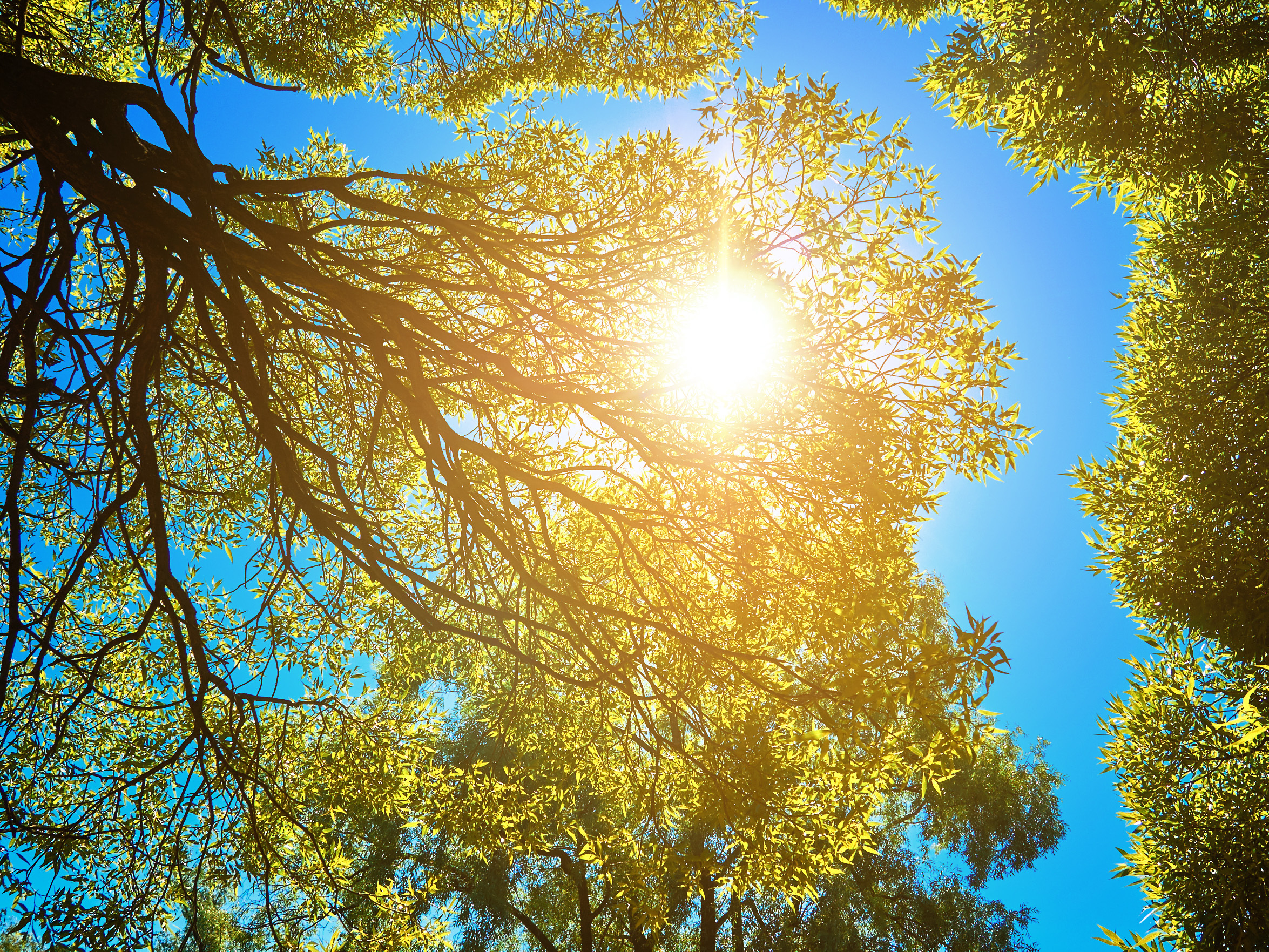 sun through trees