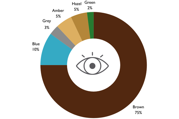 Diagram illustrating various eye colors and their global prevalence percentages, showcasing the diversity of human eye pigmentation.