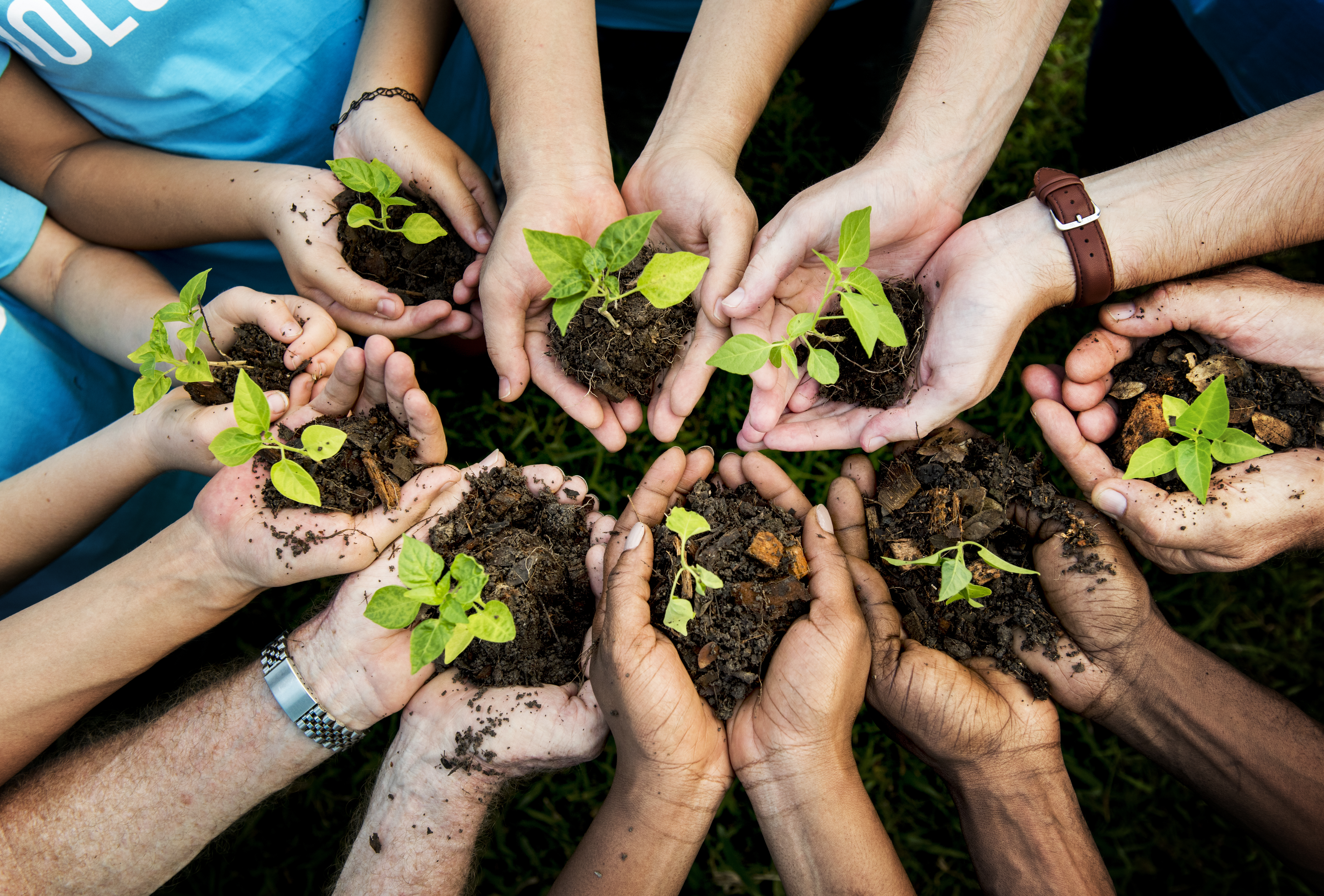 Hands holding tree saplings.