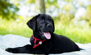 Help Train A Hearing Dog