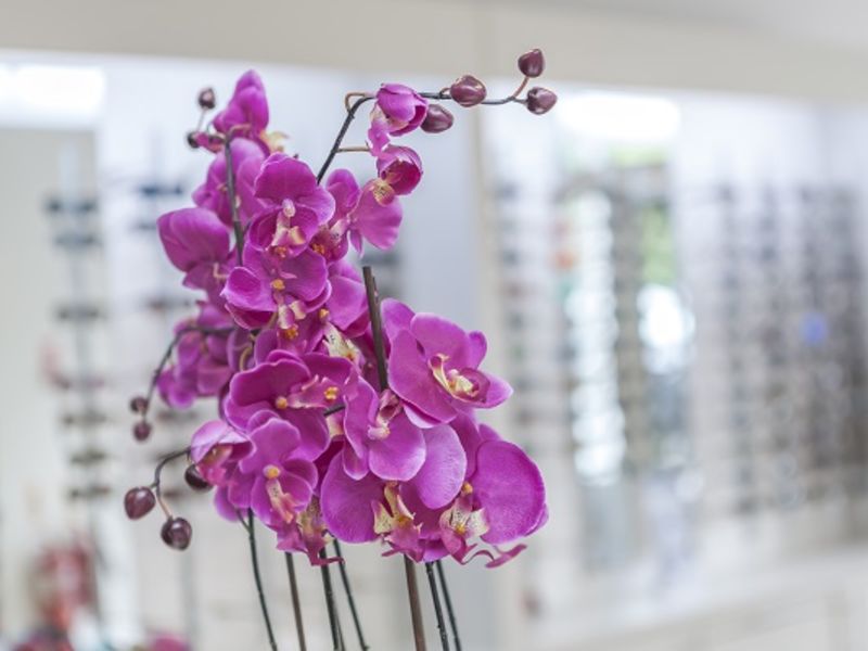 Pink flowers with glasses display in backdrop