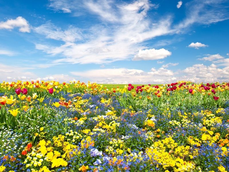 Variety of flowers in a field