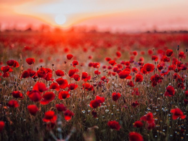 Red poppy's in field