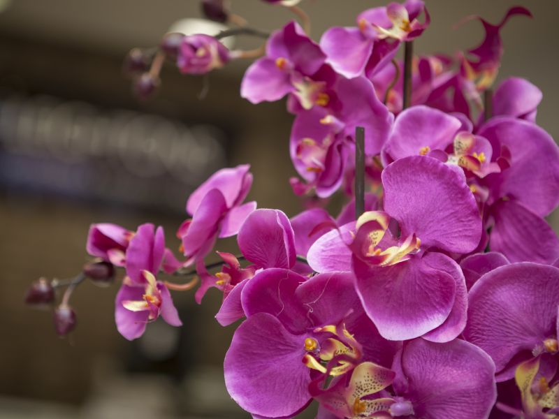 Pink flowers