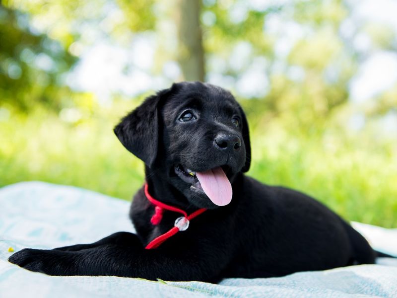 Cute black puppy