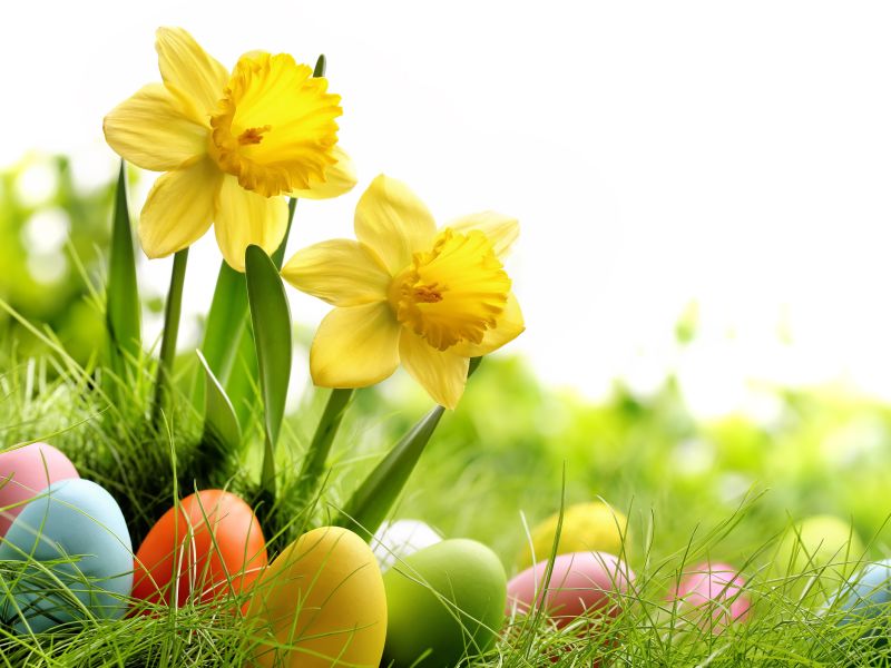 Daffodils and Easter eggs in grass