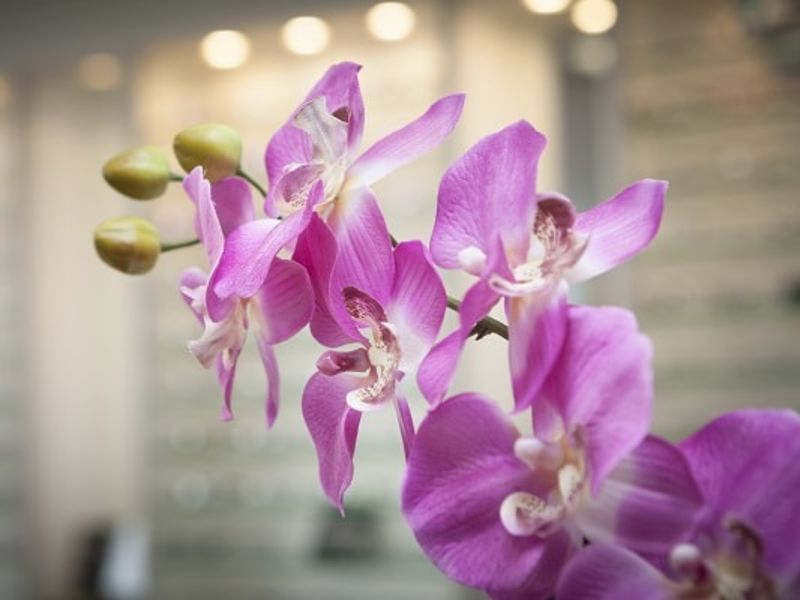 Close up of pink flowers