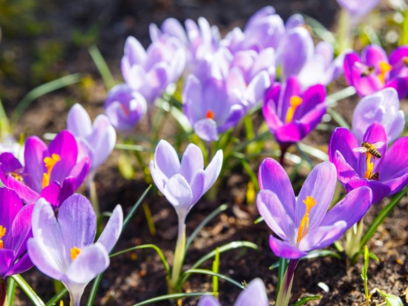 Purple flowers in field