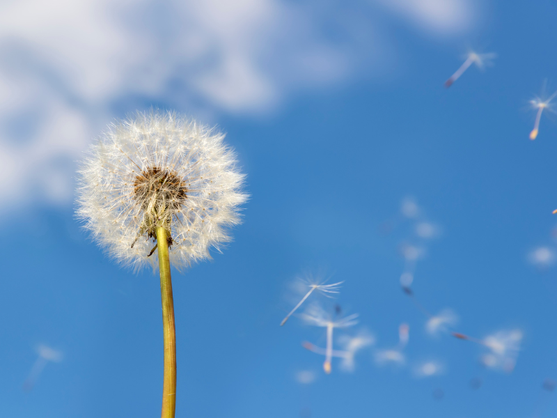 Dandelion in wind