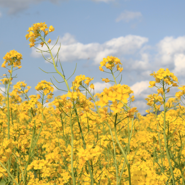 yellow rapeseed feild