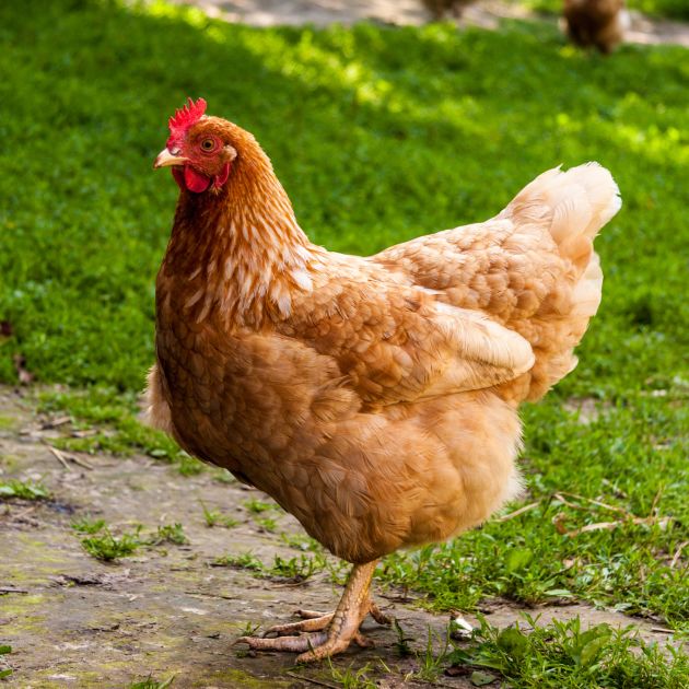chicken