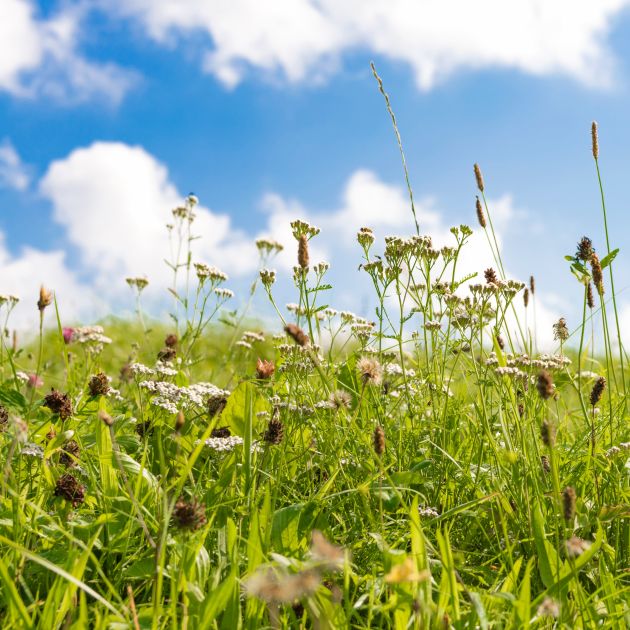 Green meadow with grasses and blue sky with white clouds