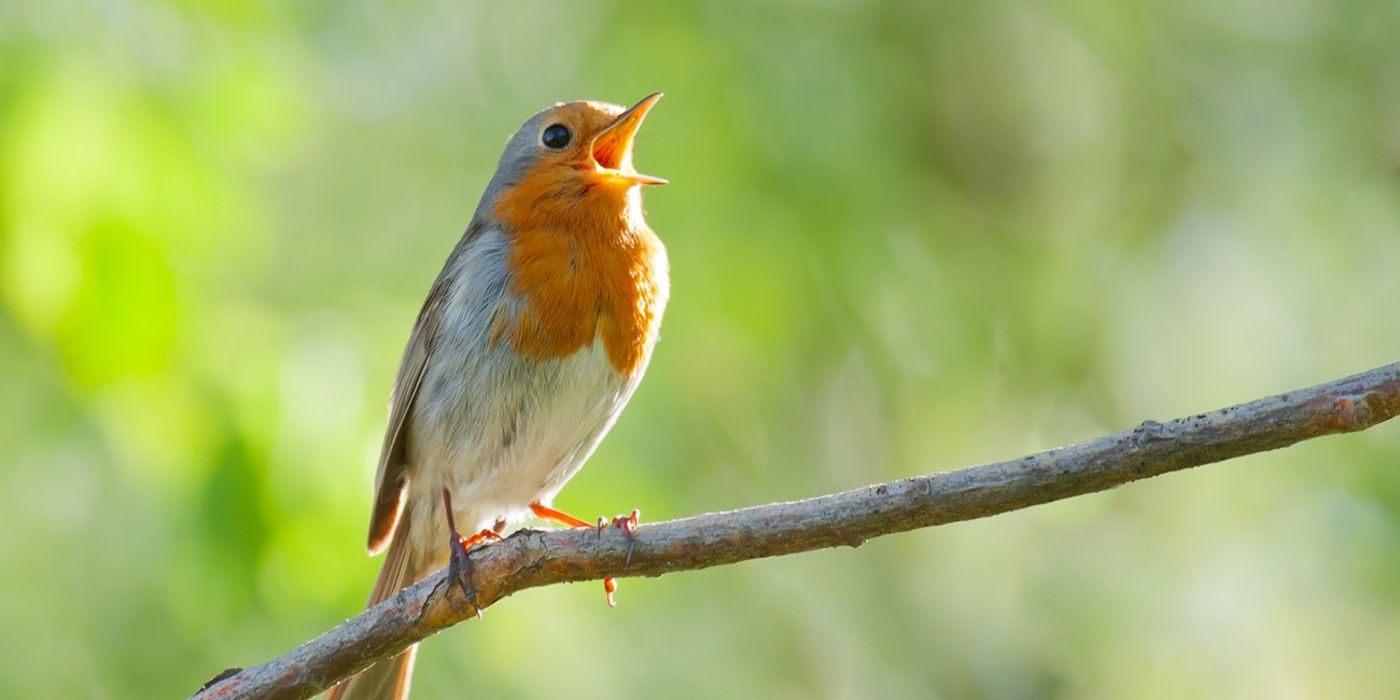 Robin singing on branch