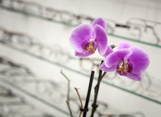Two purple flowers with a blurred background of shelves filled with various eyewear.