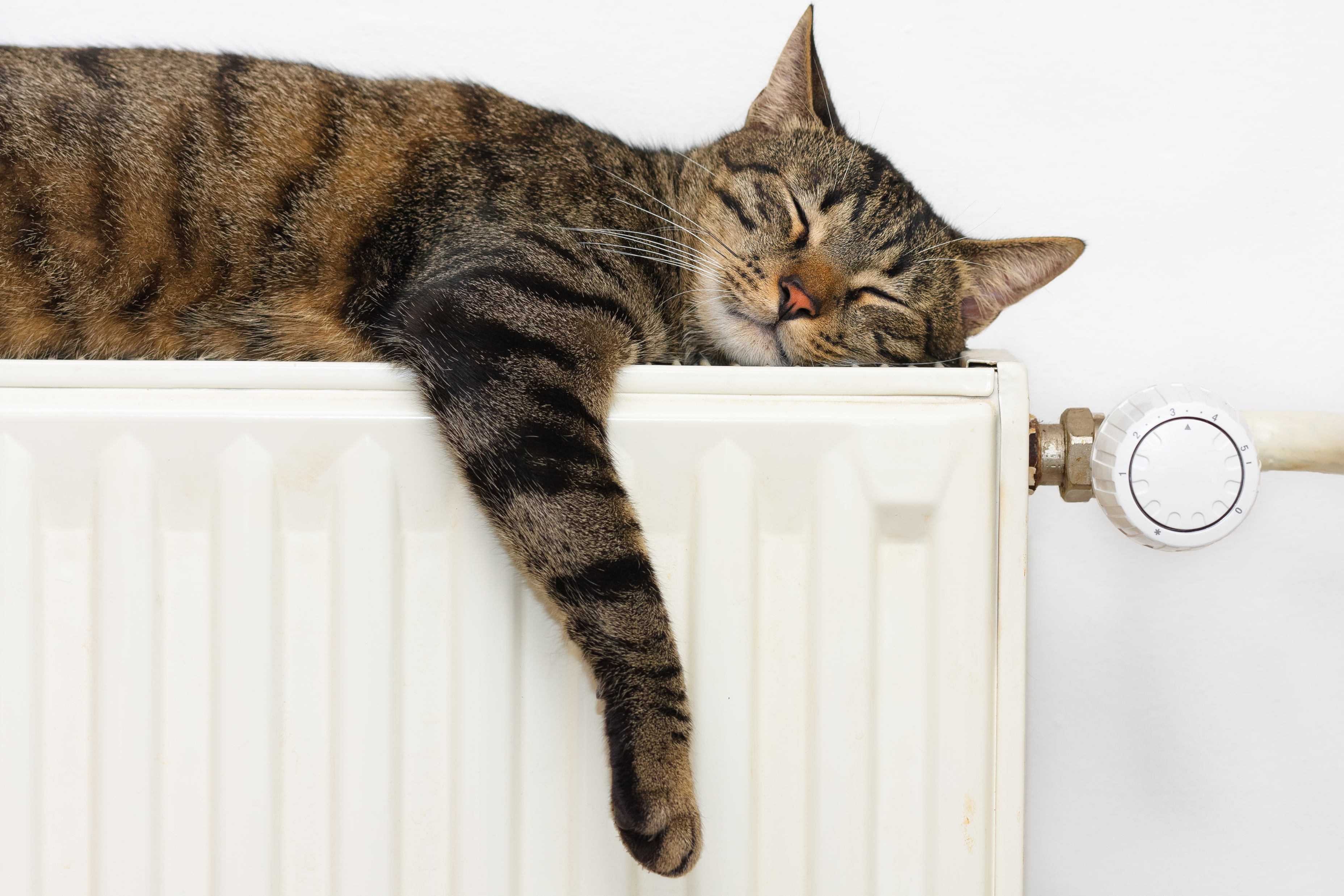 cat on radiator central heating