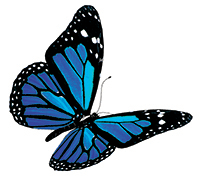 blue butterfly