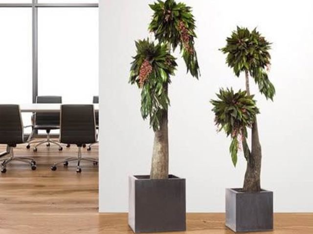 plants