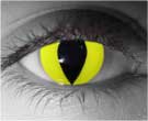 Yellow Cat