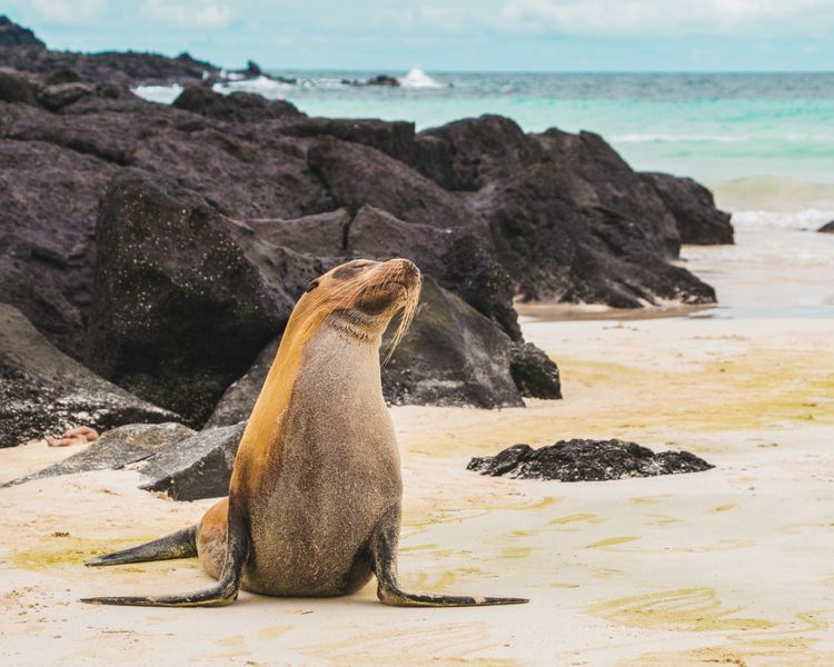 Afbeelding voor bestemming: Galapagos
