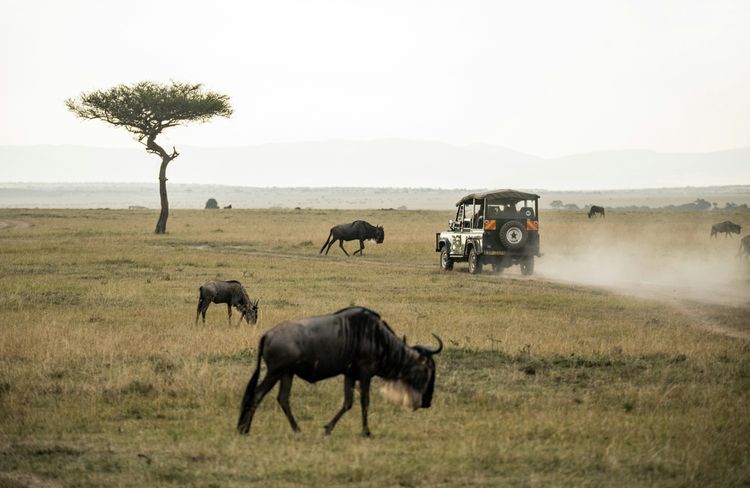 Afbeelding voor bestemming: Masai Mara