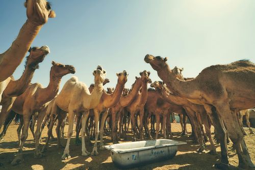 Nouakchott