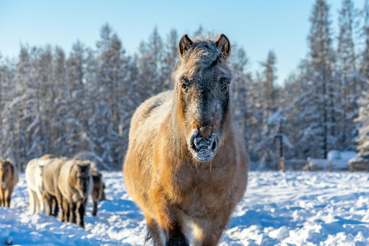 Afbeelding voor bestemming: Rusland