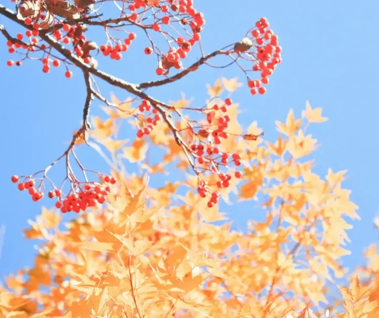 Afbeelding voor artikel: Herfstvakantie 2026