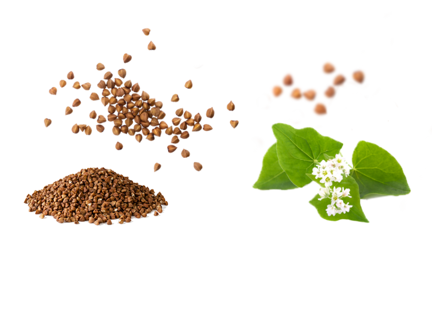 Comprar Tostadas Crujientes de Trigo Sarraceno Bio Sin Gluten 3 unidades de  300g Le Pain des Fleurs