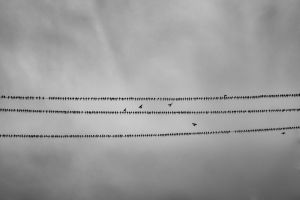Birds on Electric Wires