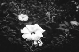 Two Flowers Surrounded by Foliage