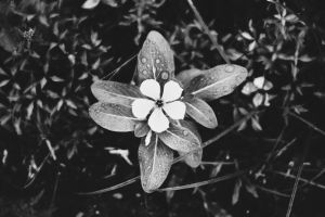 Little Flower with Dewdrops