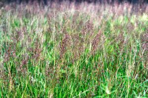 Low angle View of Grass