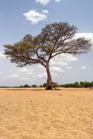 Tree Alone in a Dried River