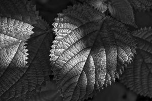 Sun Light Falling on Leaves