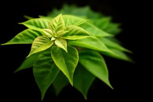 Green Out of the Darkness