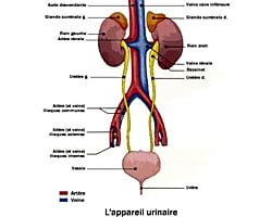 Illustration pour Cures Thermales et Affections urinaires