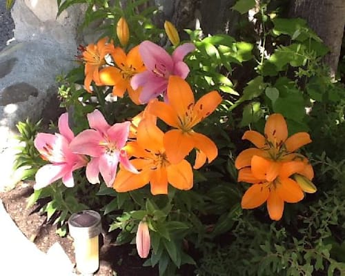 Photo 14