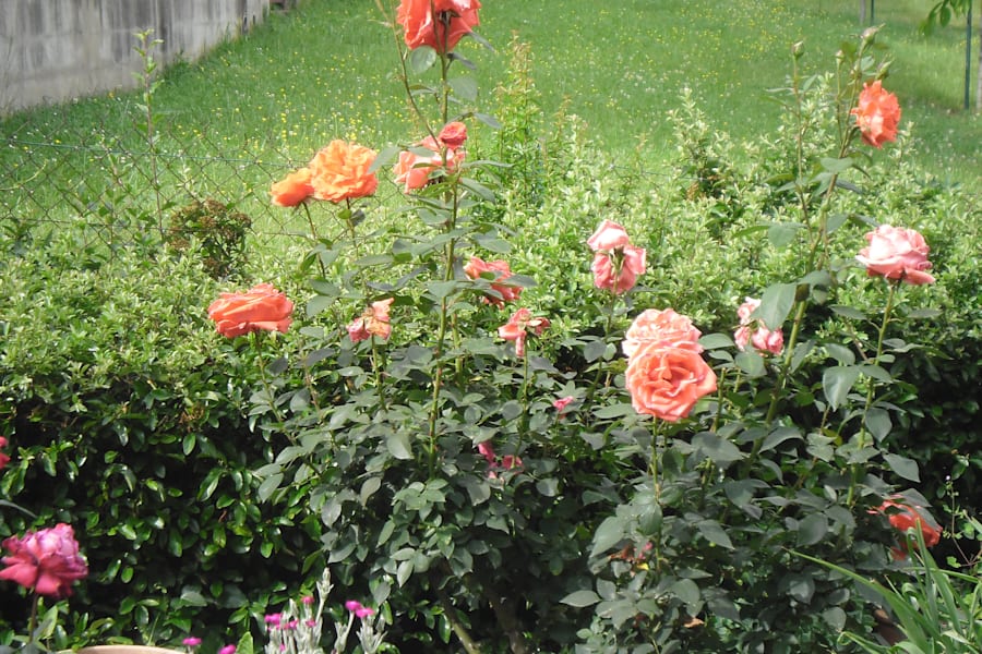 Photo 5