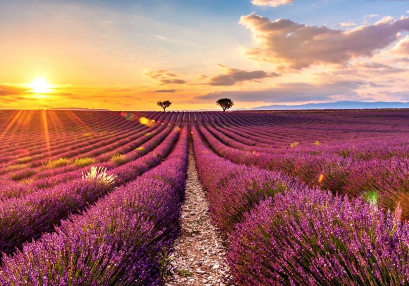 tourisme gréoux les bains, plateau de valensole